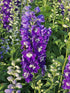 Nemțișor peren - Delphinium cultorum Magic Fountain Dark Blue White Bee