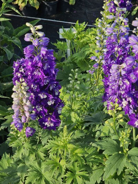 Nemțișor peren - Delphinium cultorum Magic Fountain Dark Blue White Bee