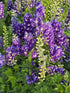 Nemțișor peren - Delphinium cultorum Magic Fountain Dark Blue White Bee