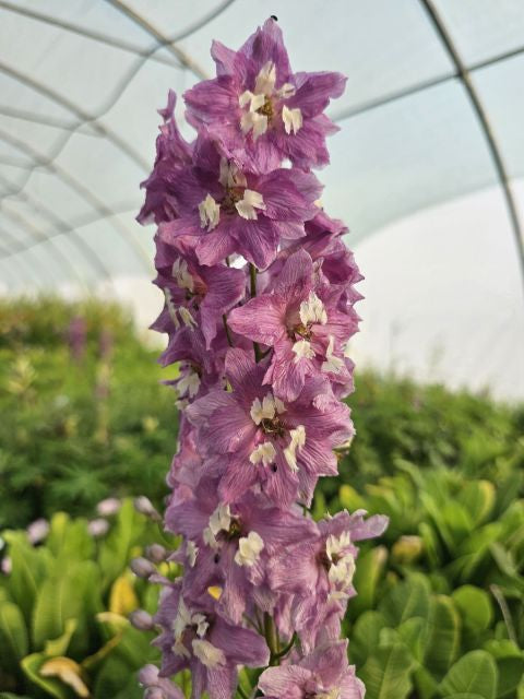 Nemțișor peren - Delphinium cultorum Magic Fountain Deep Rose White Bee