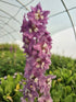 Nemțișor peren - Delphinium cultorum Magic Fountain Deep Rose White Bee