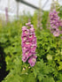 Nemțișor peren - Delphinium cultorum Magic Fountain Deep Rose White Bee