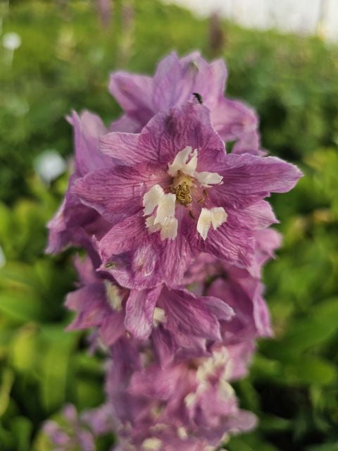 Nemțișor peren - Delphinium cultorum Magic Fountain Deep Rose White Bee