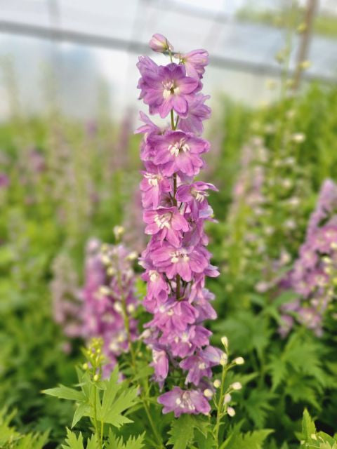 Nemțișor peren - Delphinium cultorum Magic Fountain Deep Rose White Bee