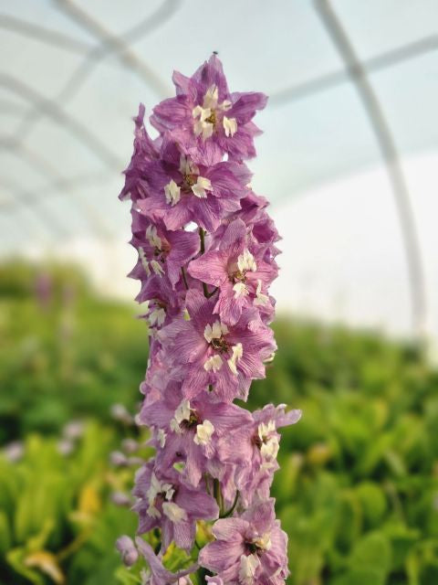 Nemțișor peren - Delphinium cultorum Magic Fountain Deep Rose White Bee