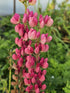 Nemțișor peren - Delphinium cultorum Magic Fountain Deep Rose White Bee