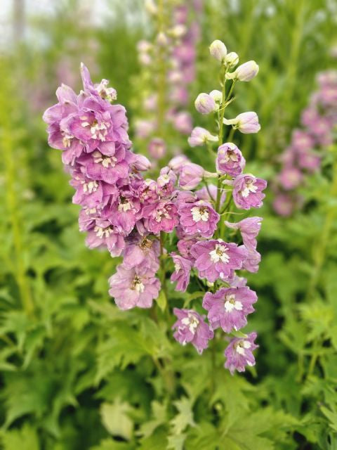 Nemțișor peren - Delphinium cultorum Magic Fountain Deep Rose White Bee