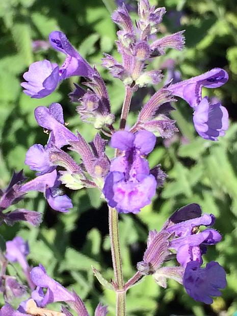 Menta pisicii  - Nepeta racemosa Walkers Low