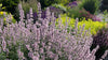 Menta pisicii  - Nepeta racemosa Amelia