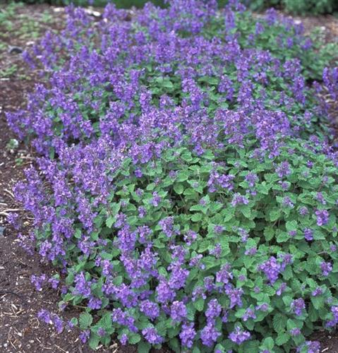 Menta pisicii pitică - Nepeta racemosa 'Little Titch'