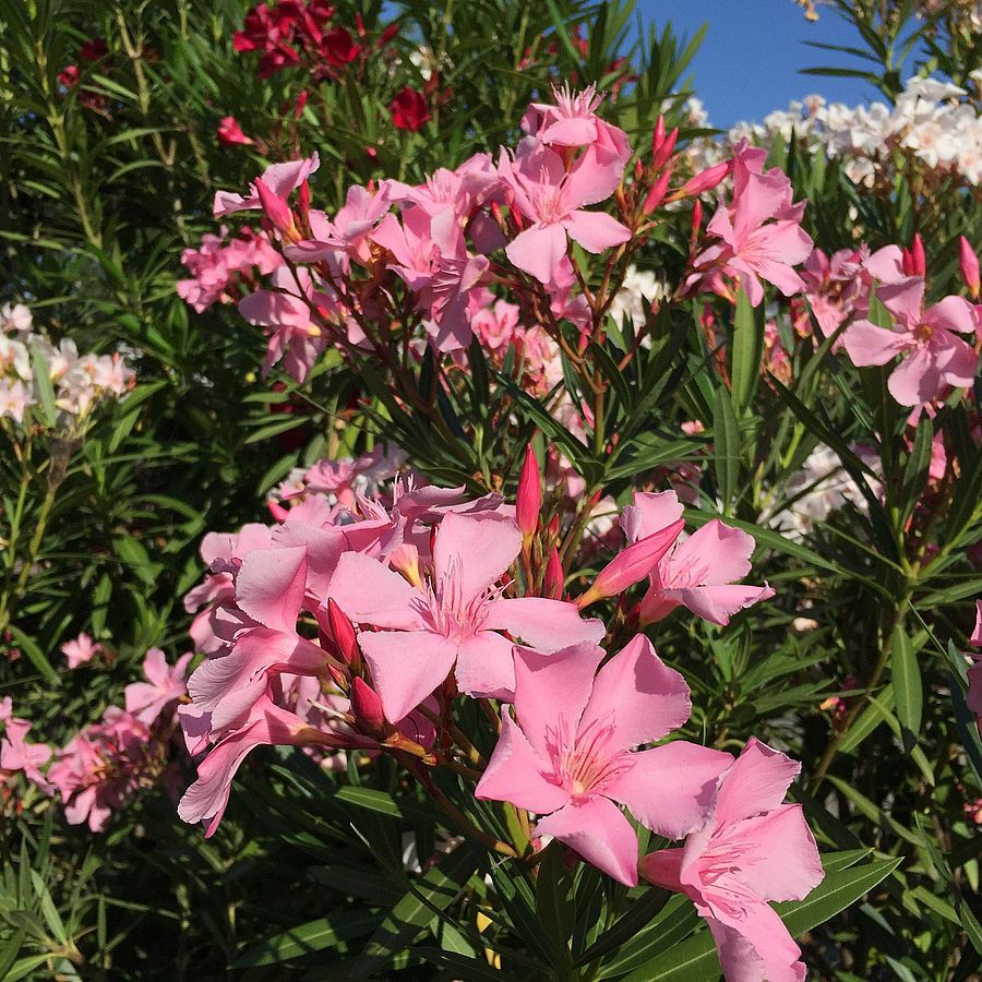 Leandru rezistent -  Nerium oleander ‘Hardy’
