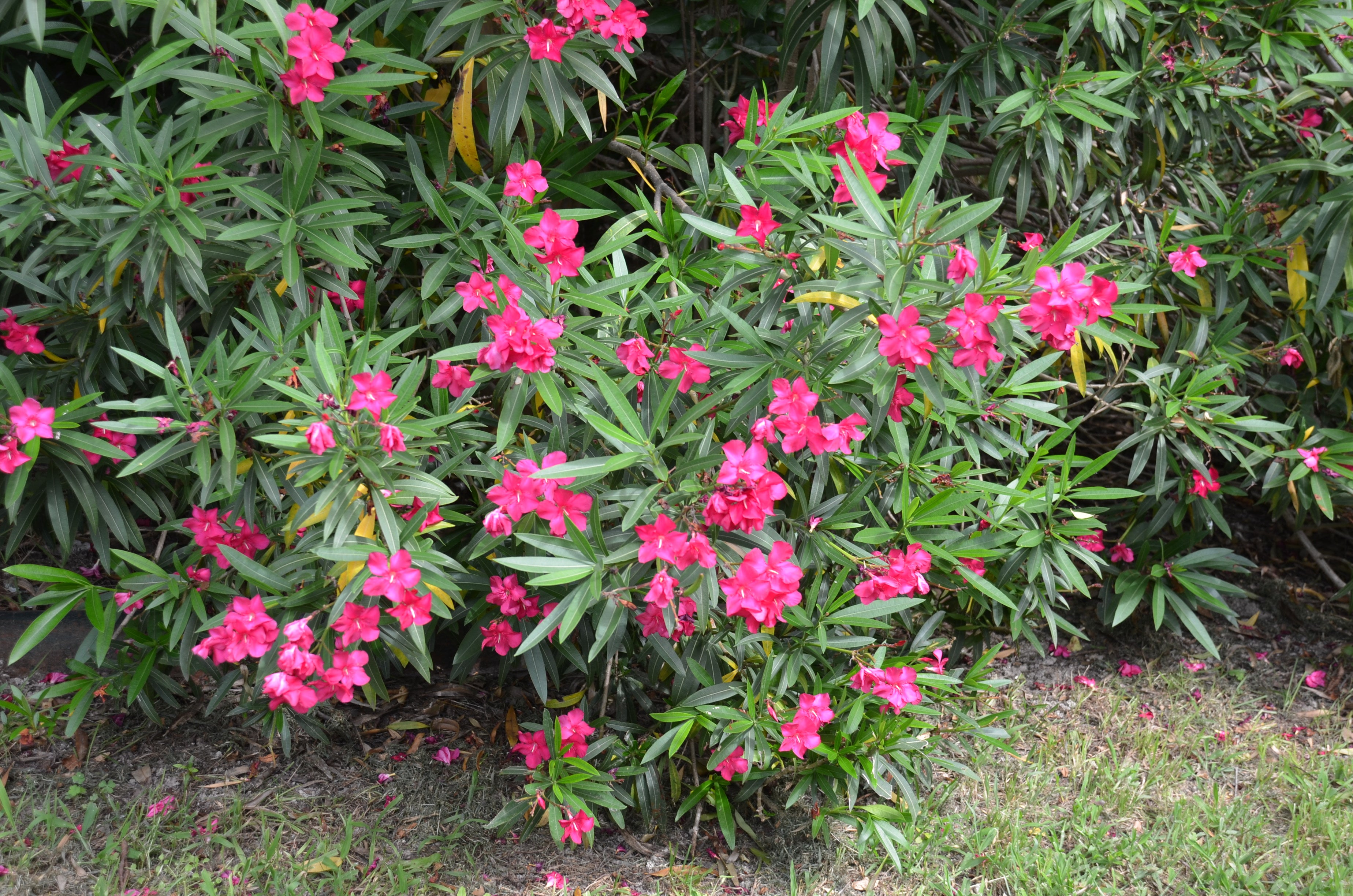 Leandru rezistent -  Nerium oleander ‘Hardy’