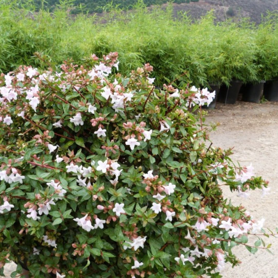 Abelia - Abelia 'Edward Goucher'