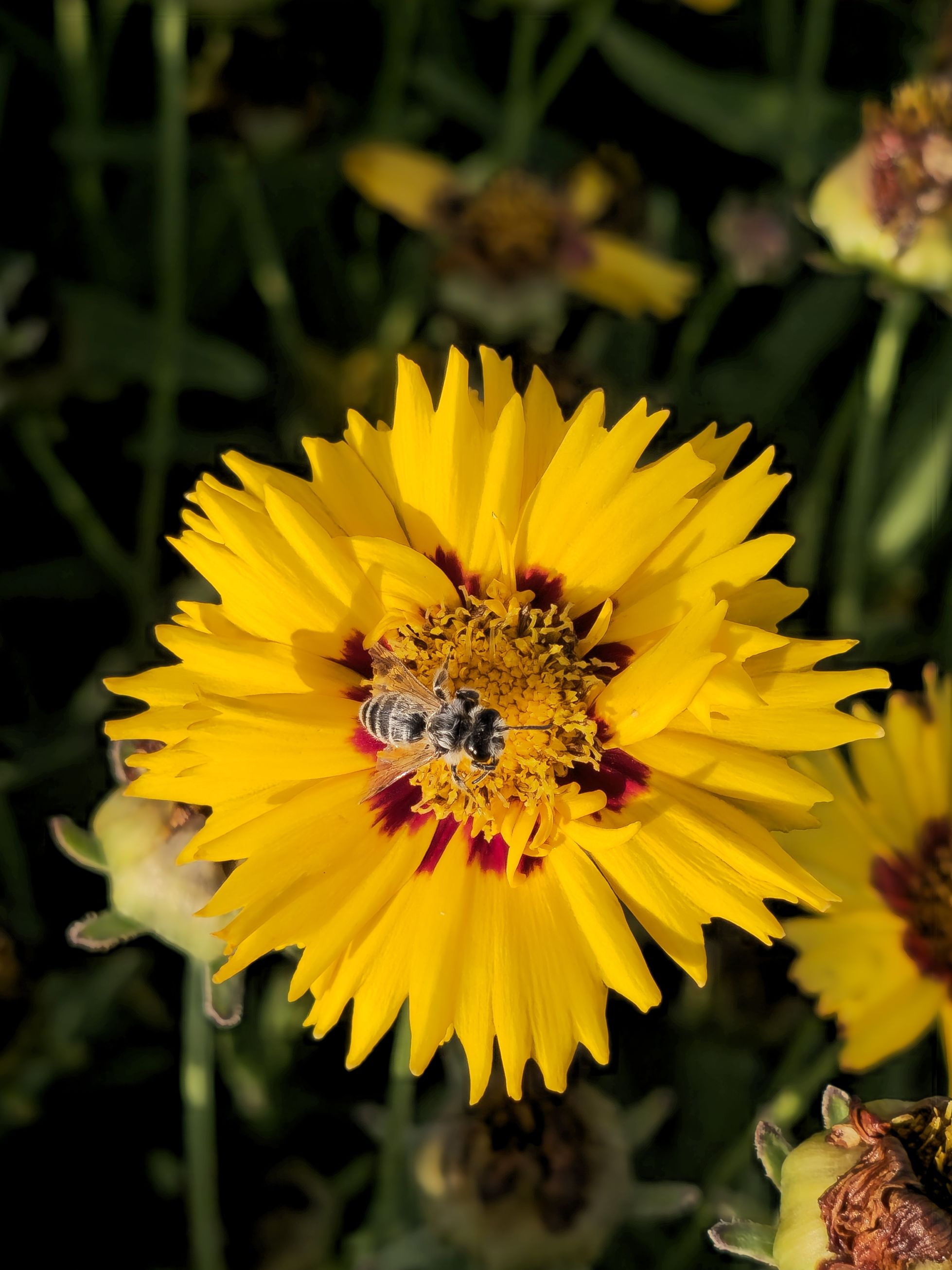 Ochiul Fetei - Coreopsis grandiflora Sunfire Yellow Red