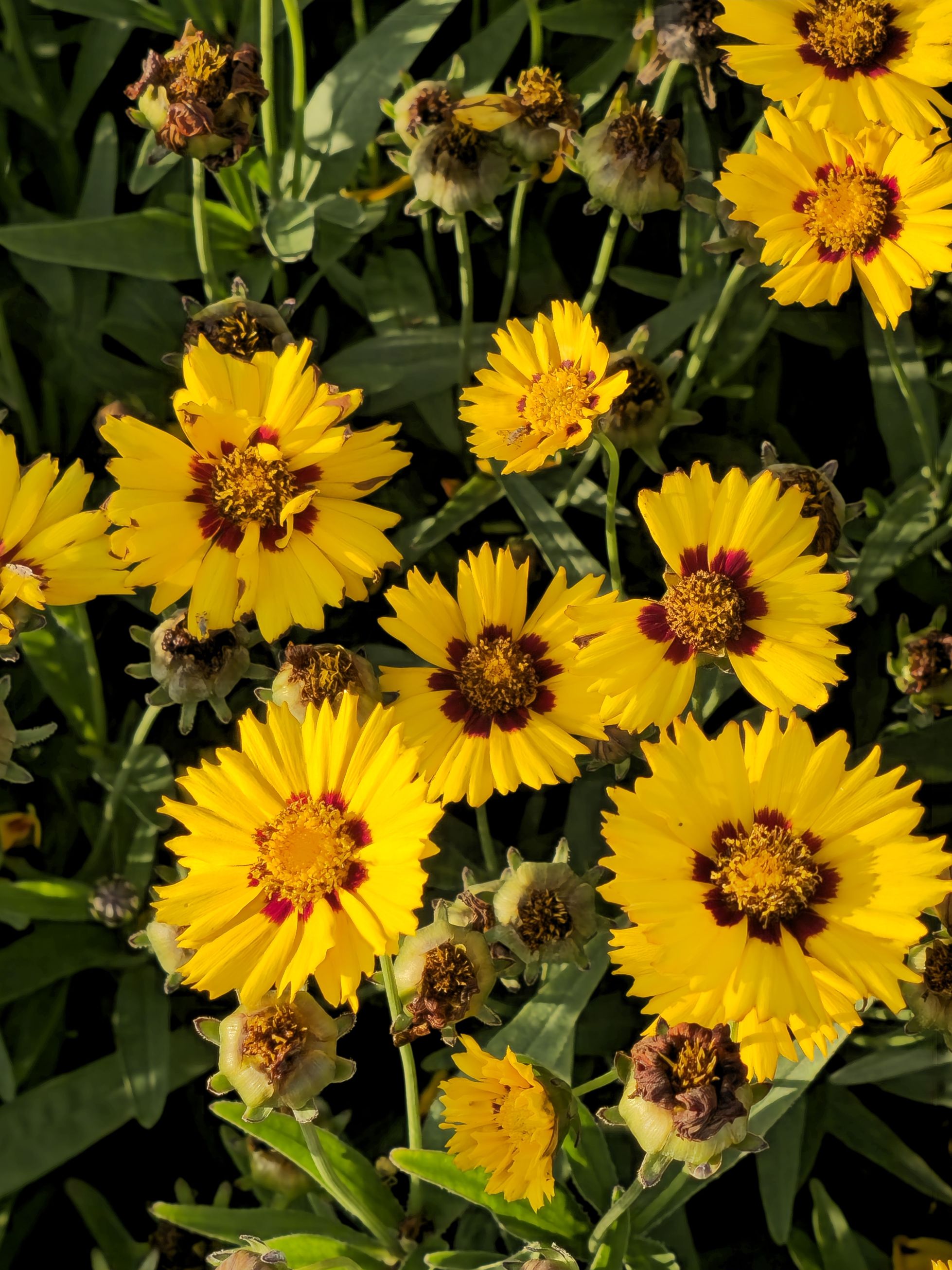 Ochiul Fetei - Coreopsis grandiflora Sunfire Yellow Red