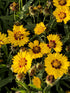 Ochiul Fetei - Coreopsis grandiflora Sunfire Yellow Red