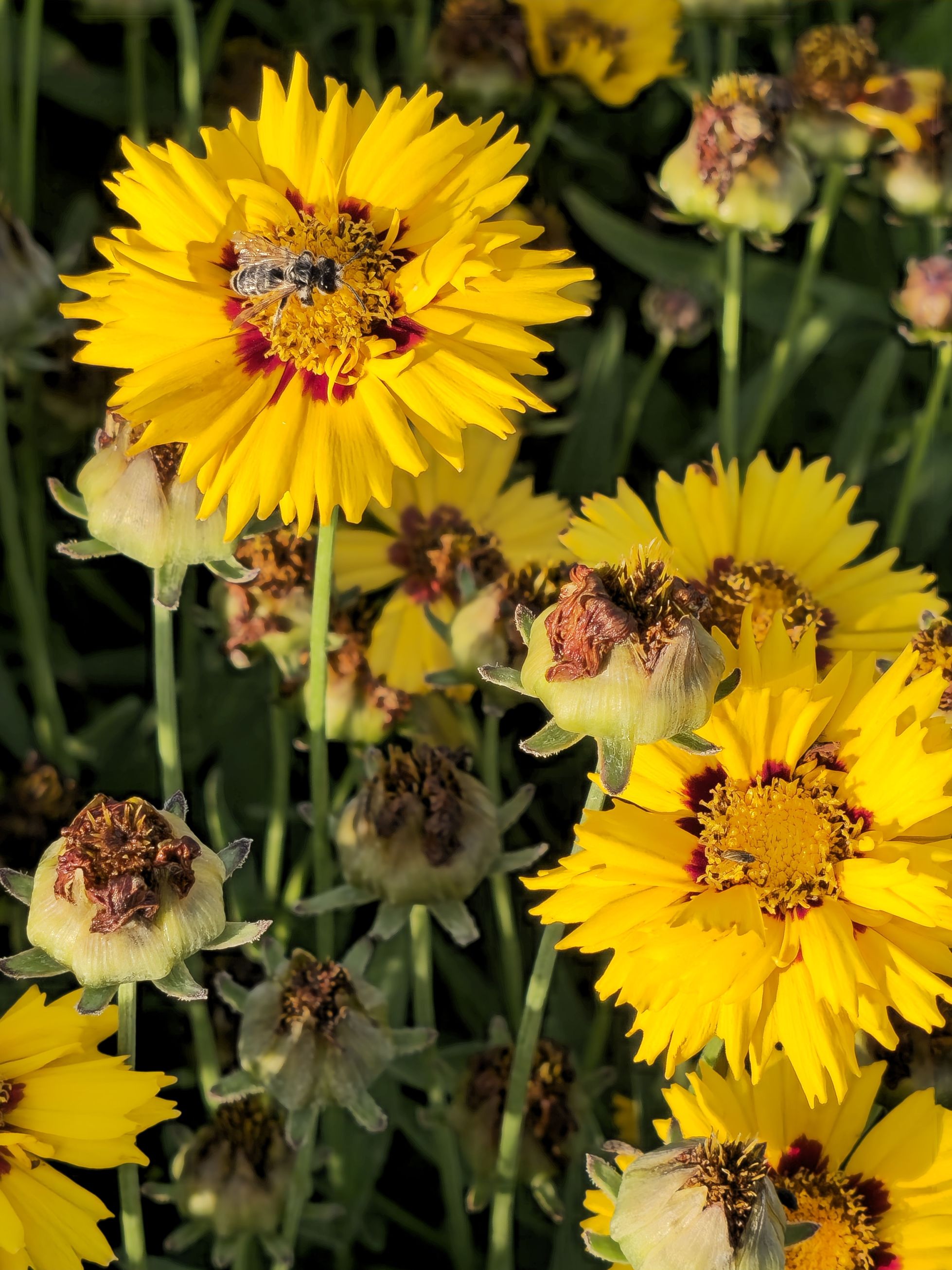 Ochiul Fetei - Coreopsis grandiflora Sunfire Yellow Red