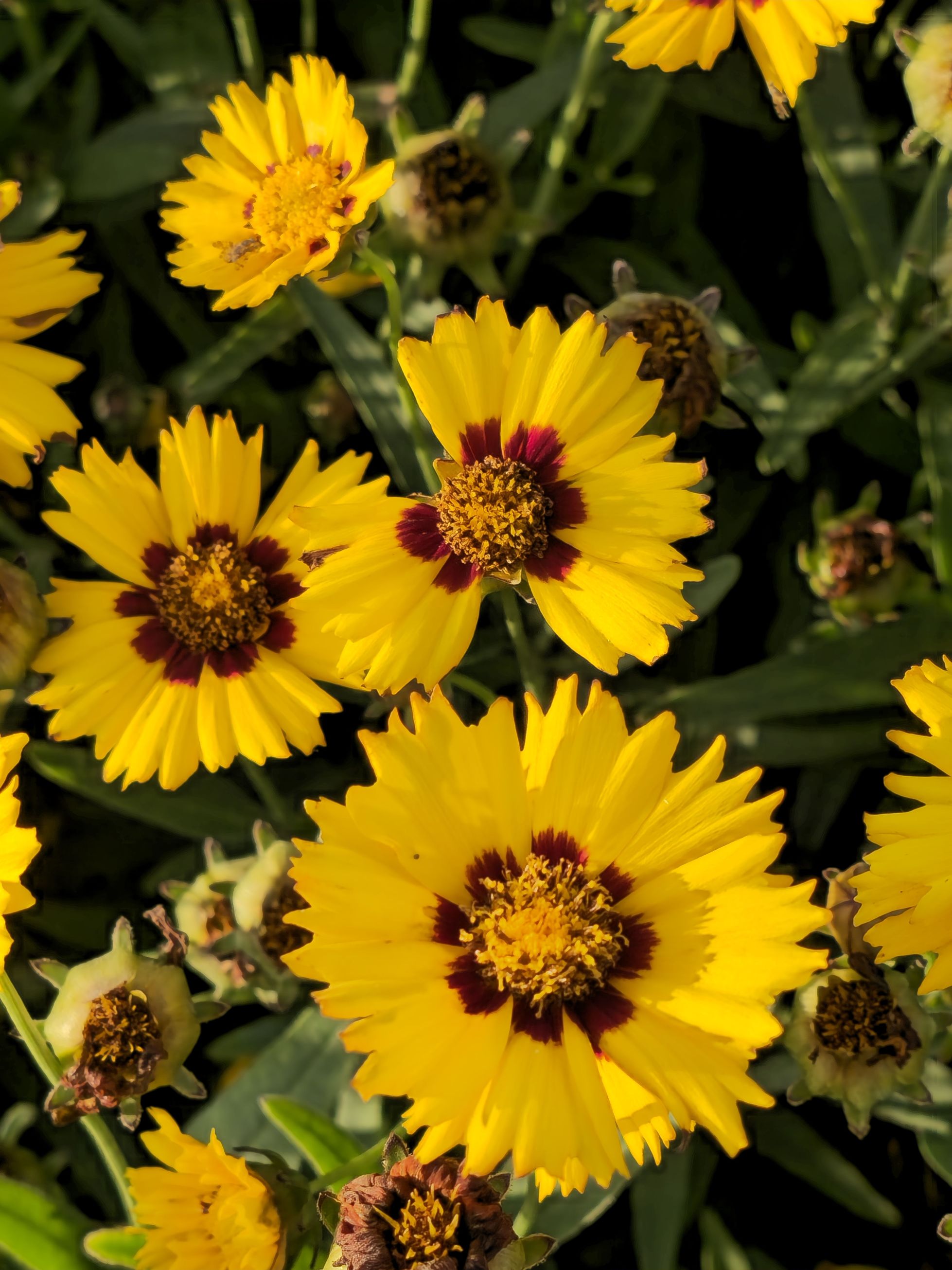 Ochiul Fetei - Coreopsis grandiflora Sunfire Yellow Red