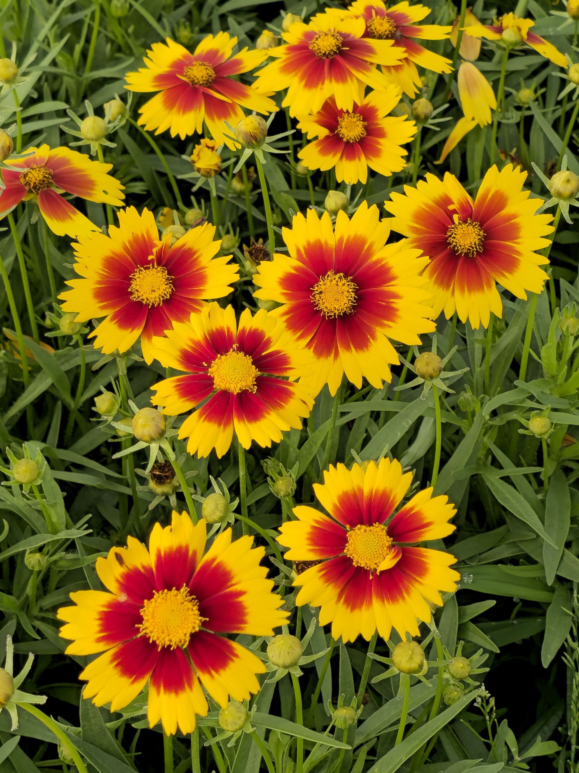 Ochiul fetei - Coreopsis grandiflora UpTick™ Gold & Bronze