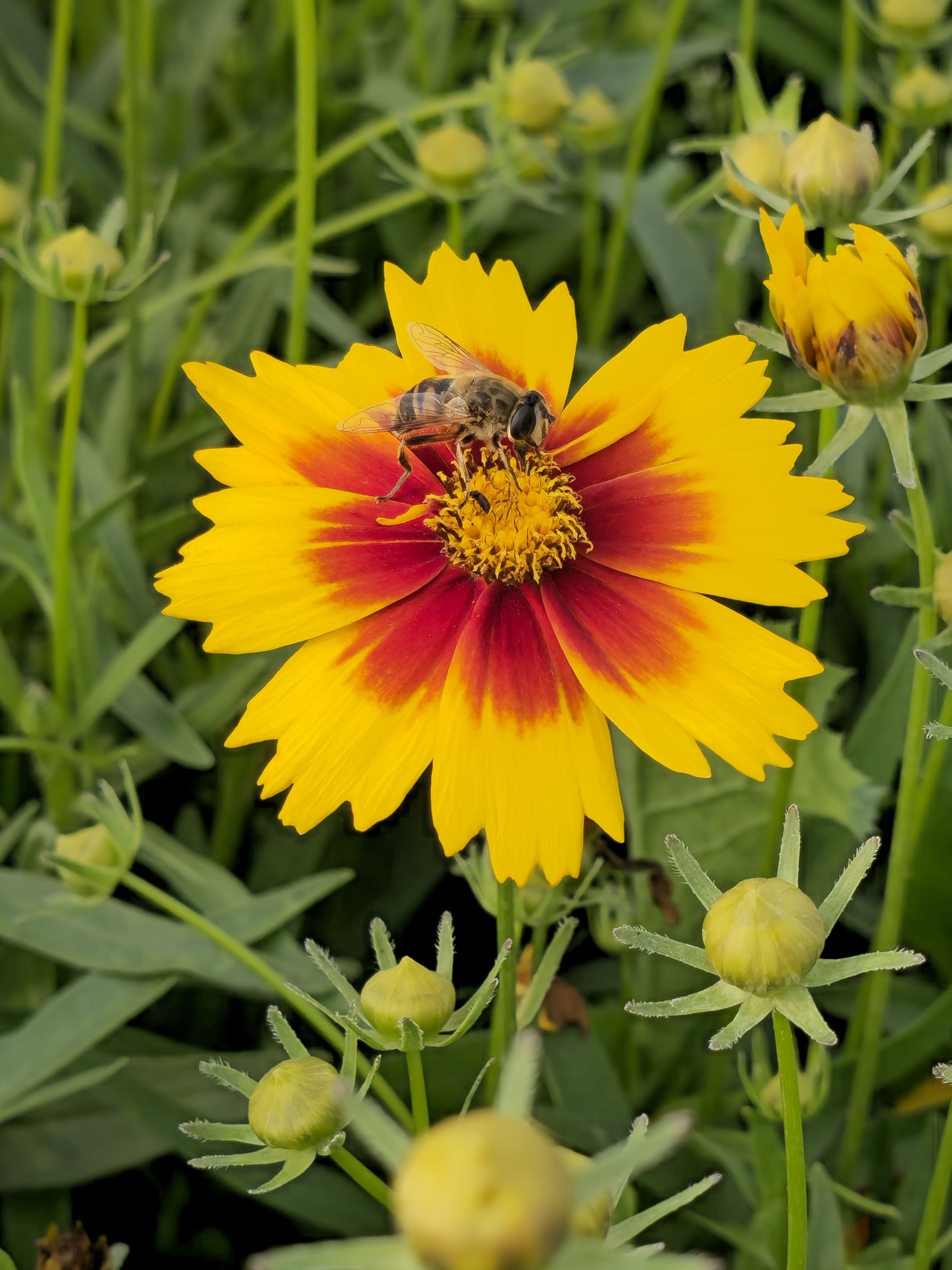 Ochiul fetei - Coreopsis grandiflora UpTick™ Gold & Bronze
