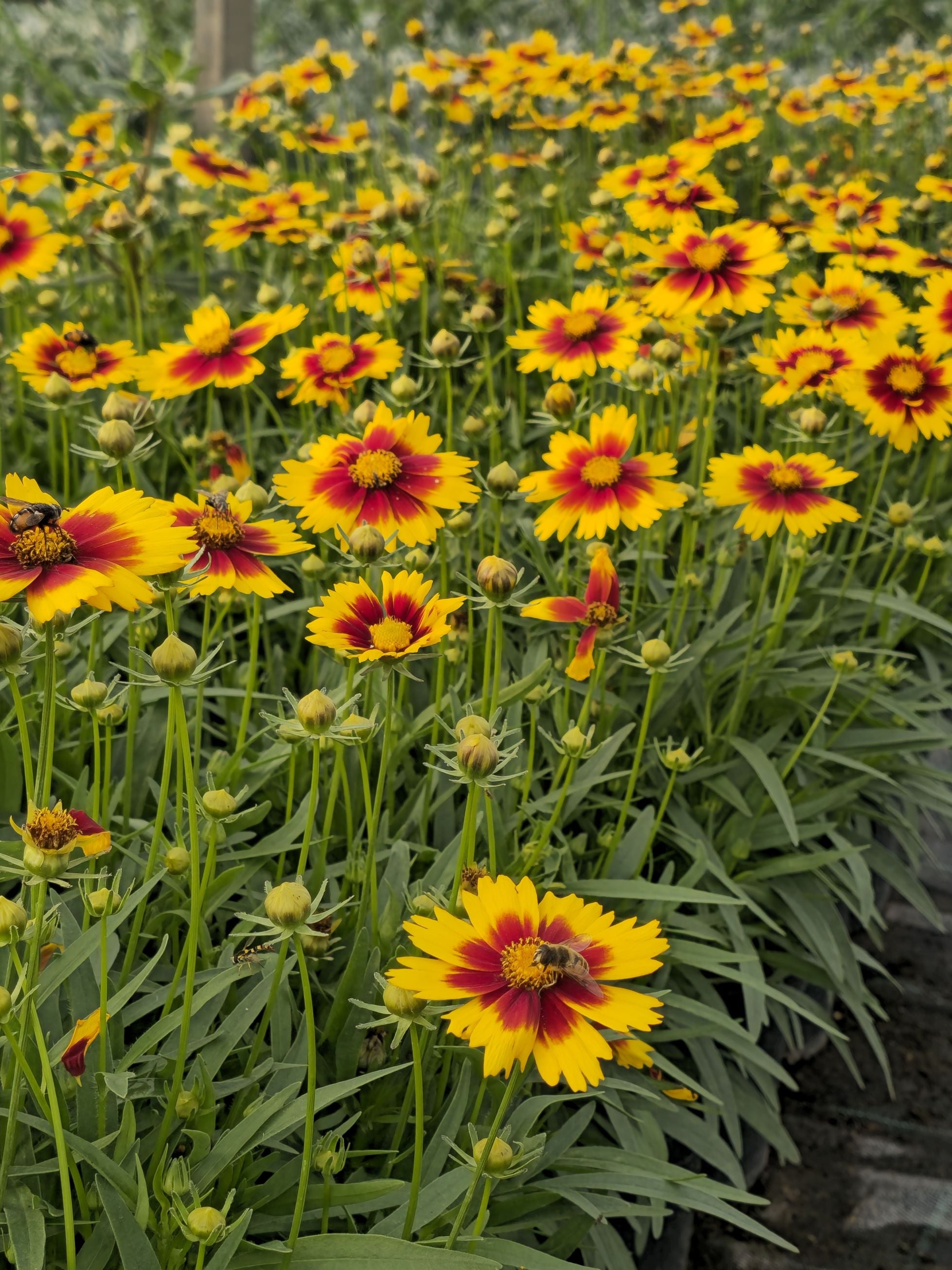 Ochiul fetei - Coreopsis grandiflora UpTick™ Gold & Bronze