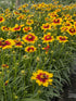 Ochiul fetei - Coreopsis grandiflora UpTick™ Gold & Bronze