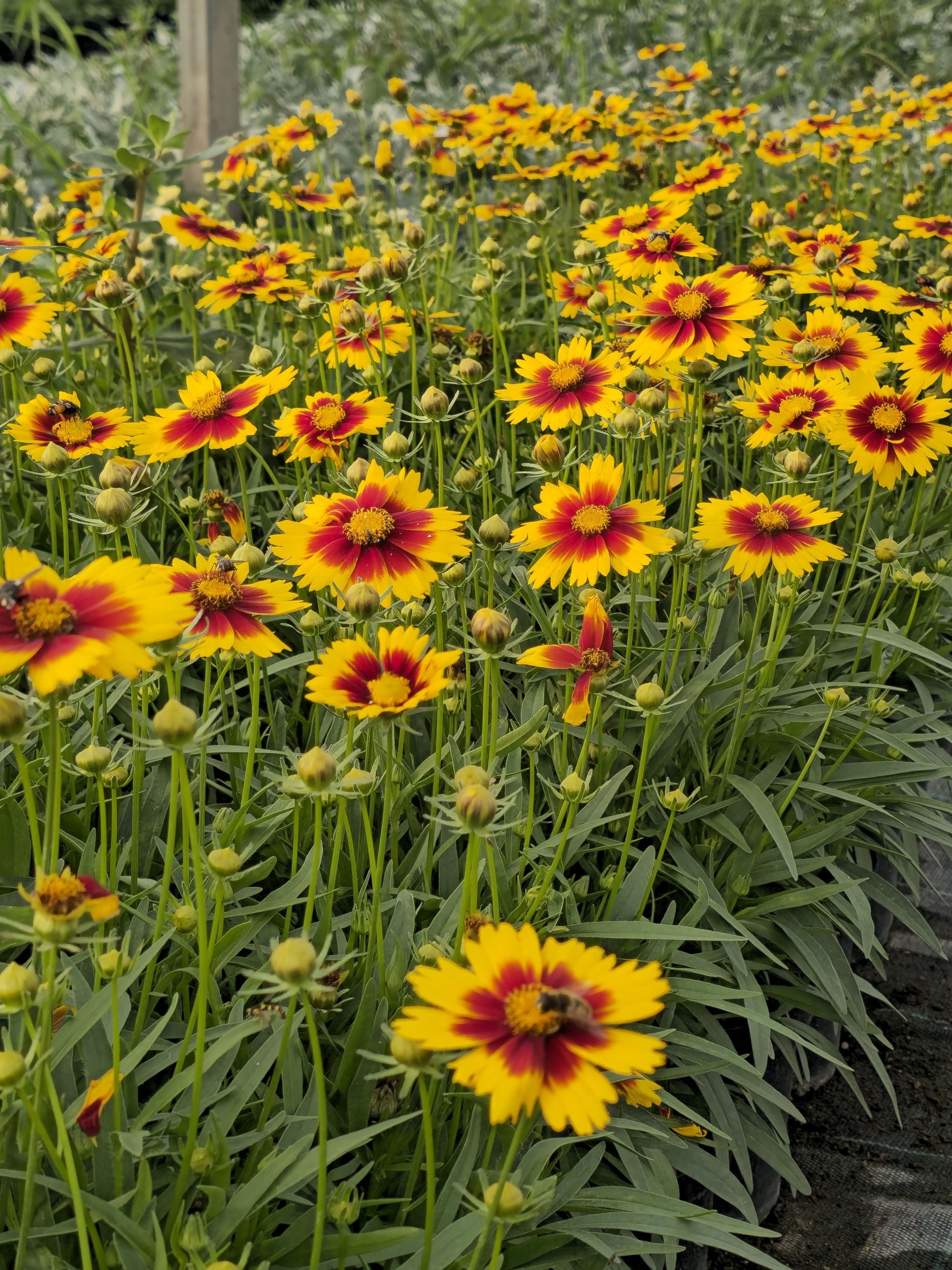 Ochiul fetei - Coreopsis grandiflora UpTick™ Gold & Bronze