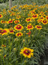 Ochiul fetei - Coreopsis grandiflora UpTick™ Gold & Bronze