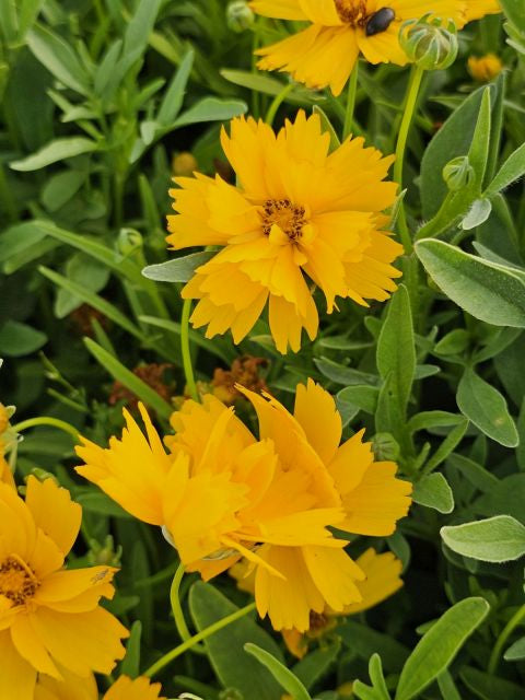 Ochiul fetei - Coreopsis grandiflora Early Sunrise Yellow Double