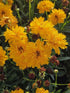 Ochiul fetei - Coreopsis grandiflora Early Sunrise Yellow Double