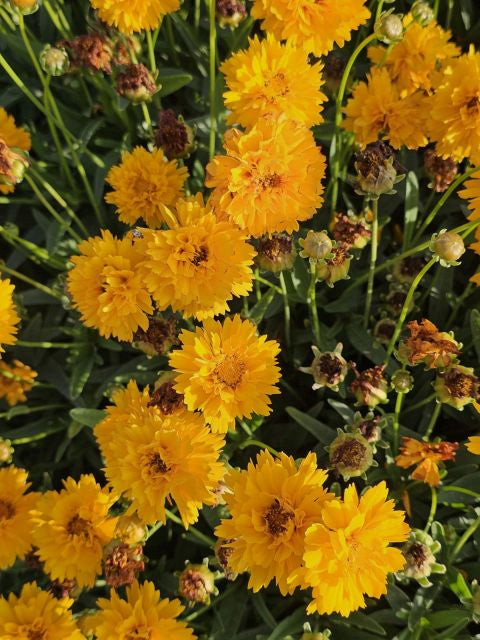 Ochiul fetei - Coreopsis grandiflora Early Sunrise Yellow Double