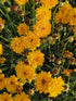 Ochiul fetei - Coreopsis grandiflora Early Sunrise Yellow Double