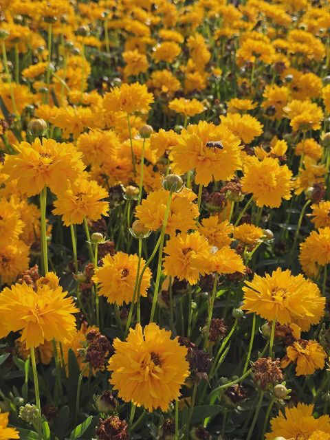 Ochiul fetei - Coreopsis grandiflora Early Sunrise Yellow Double