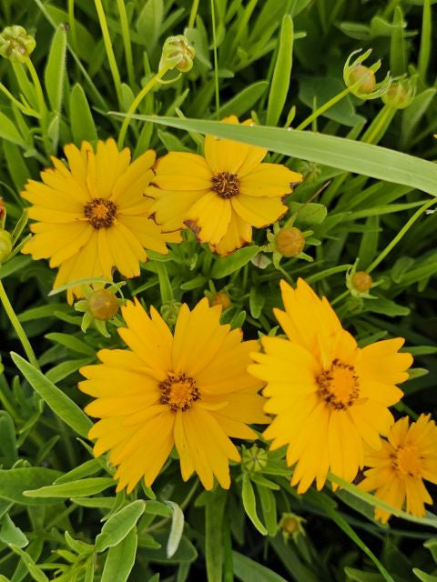 Ochiul fetei - Coreopsis grandiflora Early Sunrise Yellow Double