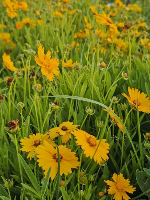Ochiul fetei - Coreopsis grandiflora Early Sunrise Yellow Double