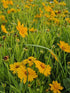 Ochiul fetei - Coreopsis grandiflora Early Sunrise Yellow Double
