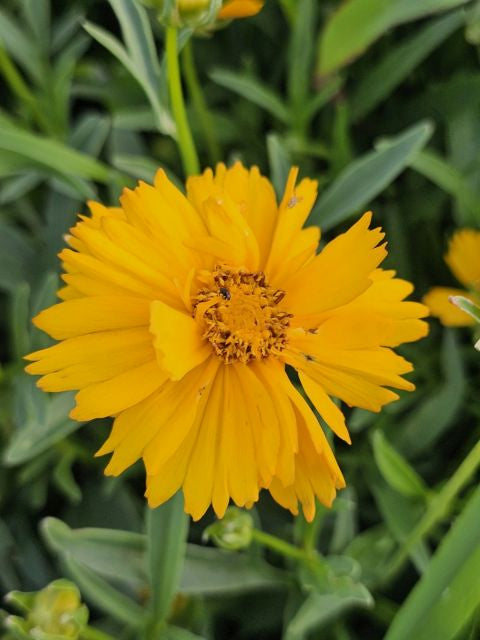 Ochiul fetei - Coreopsis grandiflora Early Sunrise Yellow Double