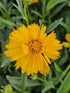 Ochiul fetei - Coreopsis grandiflora Early Sunrise Yellow Double
