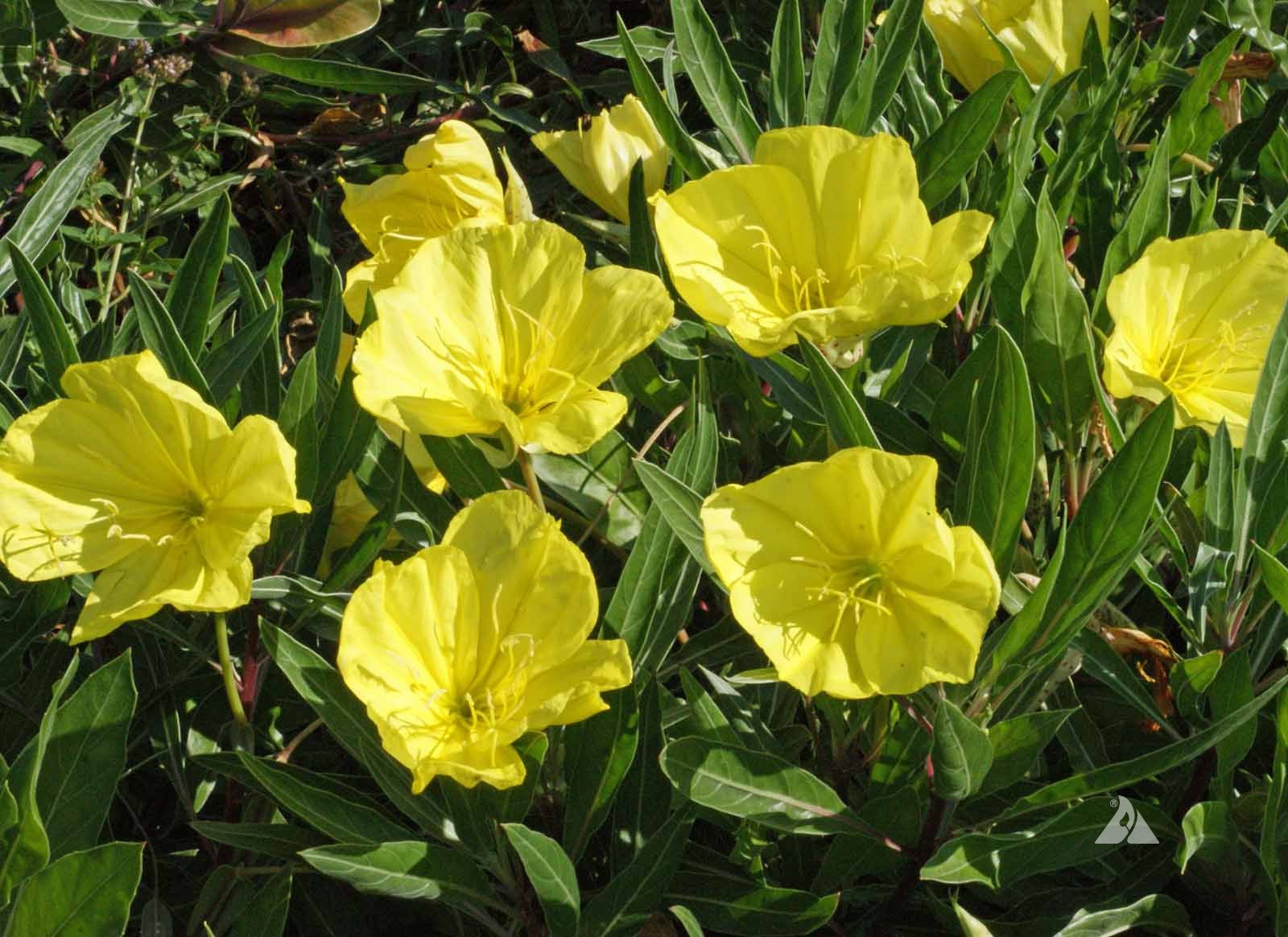 Luminița nopții târâtoare - Oenothera missouriensis