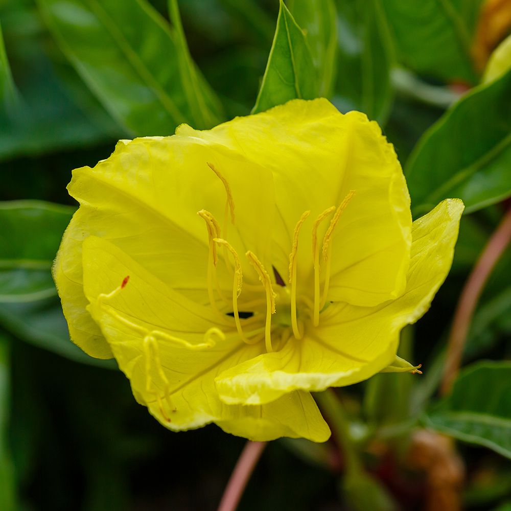 Luminița nopții târâtoare - Oenothera missouriensis