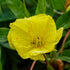 Luminița nopții târâtoare - Oenothera missouriensis