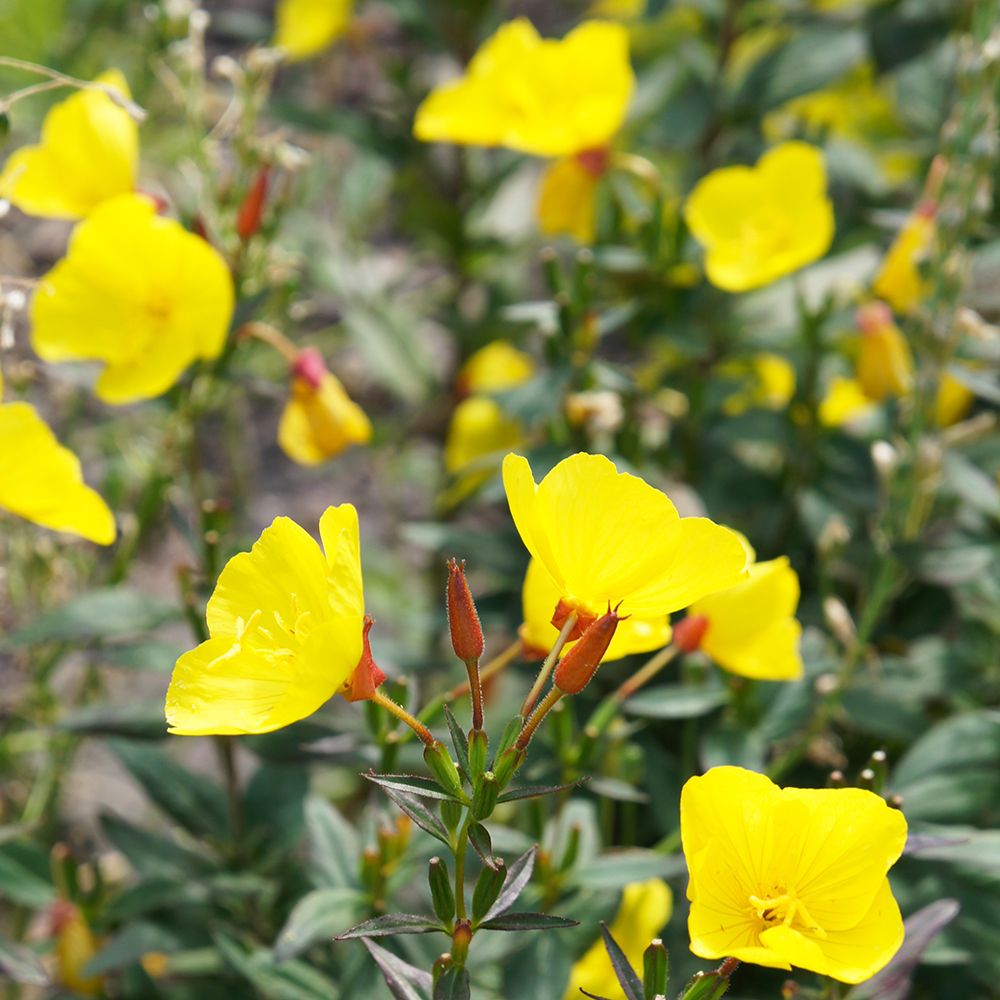 Luminița nopții târâtoare - Oenothera missouriensis
