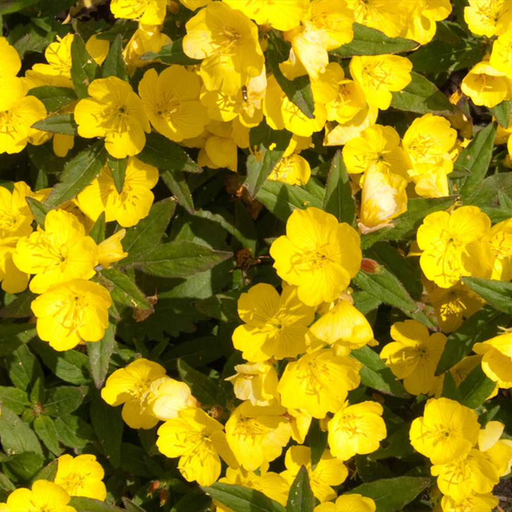 Luminița nopții târâtoare - Oenothera missouriensis