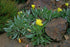 Luminița nopții târâtoare - Oenothera missouriensis