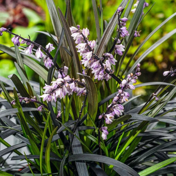 Barba Șarpelui - Ophiopogon Planiscapus 'Niger'