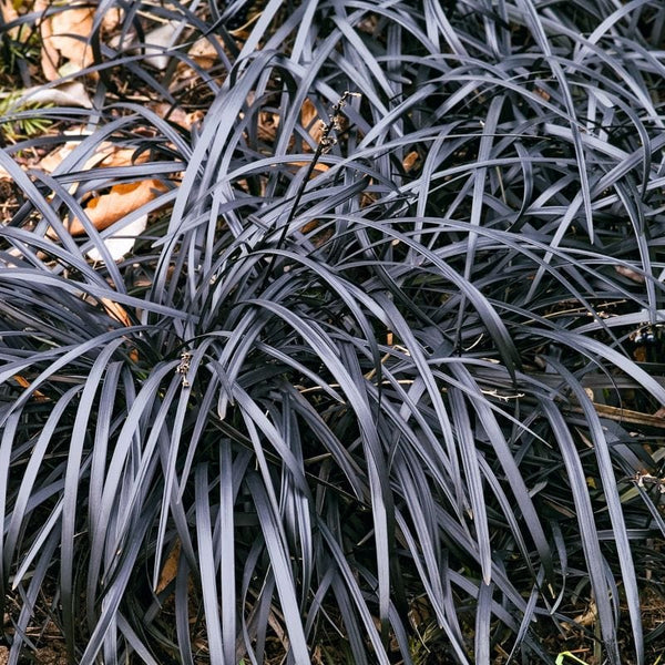 Barba Șarpelui - Ophiopogon Planiscapus 'Niger'