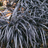 Barba Șarpelui - Ophiopogon Planiscapus 'Niger'