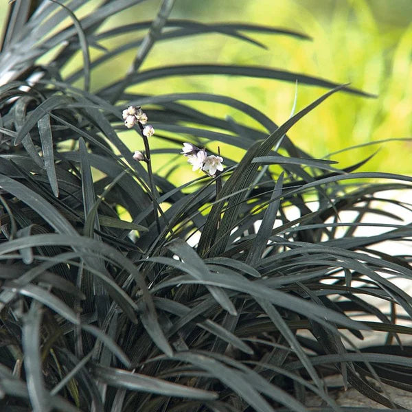 Barba Șarpelui - Ophiopogon Planiscapus 'Niger'