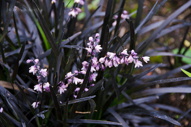 Barba șarpelui - Ophiopogon planiscapus 'Niger'