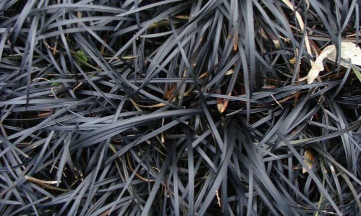 Barba șarpelui - Ophiopogon planiscapus 'Niger'